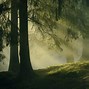 Image result for Redwood Forest Fog