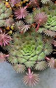 Image result for Weird and Unusual Plants