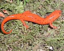 Image result for Salamander Fish