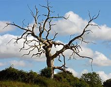 Image result for Dead Tree Branches