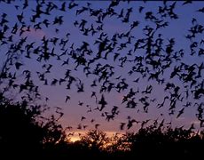 Image result for Night Sky Bats