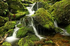 Image result for Moss That Grows On Rocks