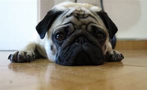 Image result for Refined Looking Pug