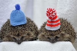 Image result for Cute Winter Hedgehog