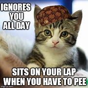 Image result for Lap Kitten Memes