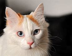 Image result for gato