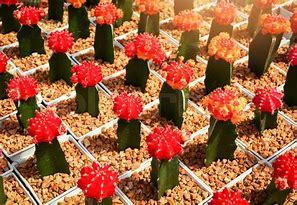 Image result for Gymno Cactus