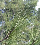 Image result for Pinus leiophylla