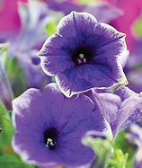 Image result for PETUNIA MOONLIGHT ECLIPSE