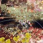 Image result for Marine Shrimp in Ocean