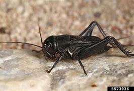Image result for Male and Female Crickets