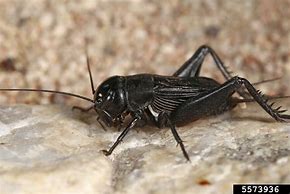 Image result for Bug That Looks Like a Beetle Cricket