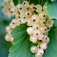 Image result for Ribes rubrum Versaillaise Blanche