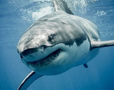 Image result for Great White Sharks Jumping