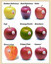 Image result for Types of Apple's Alphabetical