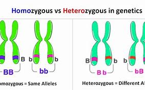 Image result for Homozygous Red