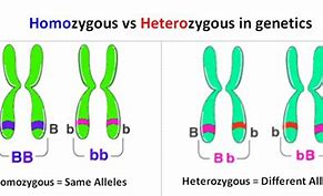 Image result for Homologous vs Homozygous