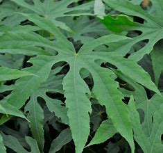 Image result for Fatsia polycarpa Green Fingers