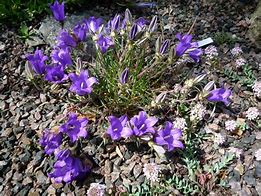 Image result for Edraianthus montenegrinus