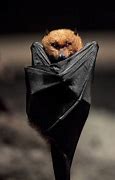 Image result for Upside Down Bat Thing