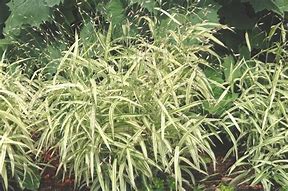 Chasmanthium latifolium River Mist ® に対する画像結果