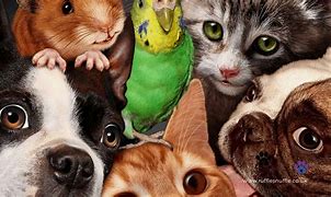 Image result for Funny Teach an Animal Tricks