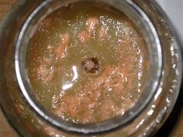 Image result for Rotten Sauce