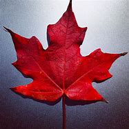 Image result for Canada Red Maple Leaves