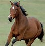 Image result for Barb Horse Animal