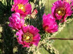 Image result for Tokidoki Pink Cactus