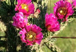 Image result for Cactus Amour