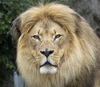 Image result for Awesome Lion Photo Memes