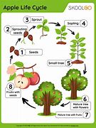 Image result for Life Cycle of Apple for Pre-K
