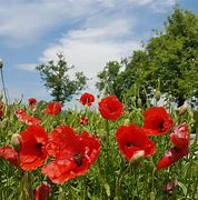 Image result for Poppies Field