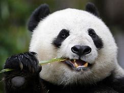 Image result for Giant Panda Bear Face
