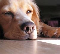 Image result for Show-Me Pictures of a Bored Dog