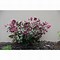 Image result for Helleborus Pennys Pink