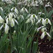 Image result for Galanthus Grüne Weihnacht