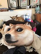 Image result for Chihuahua Vietnam Meme