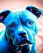 Image result for Pit Bull Shells