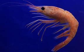 Image result for Live Shrimp in Ocean