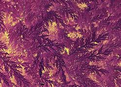 Image result for Lavender Abstract