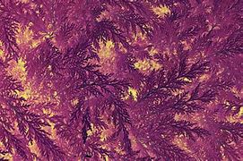 Image result for Purple Abstract Desktop