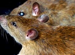 Image result for Rat Feses
