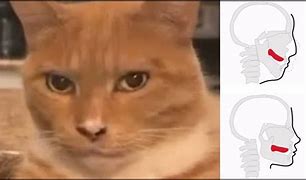 Image result for Mewing Cat Eme