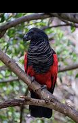 Image result for Gothic Bird