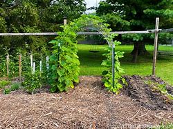 Image result for Grow Squash Vertically
