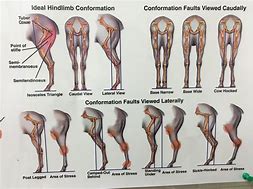 Image result for Horse Hind Leg Conformation