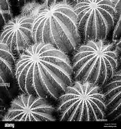 Image result for Cactus Plant Black and White