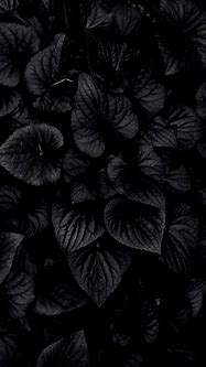 Image result for Black Flower Phone Wallpaper